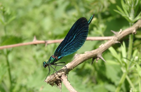 Blauflügel-Prachtlibelle (Calopteryx virgo) - © Emanuel Trummer